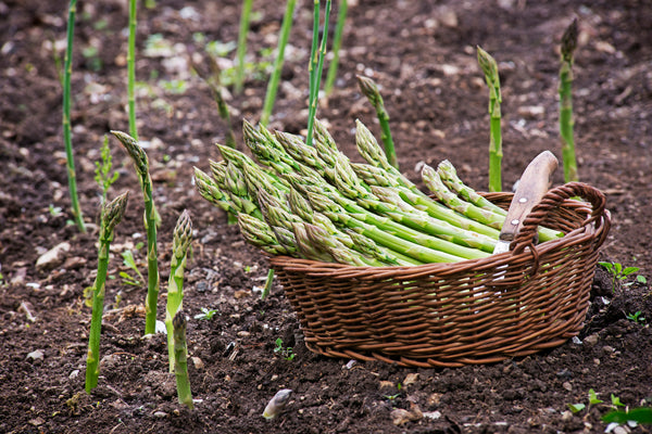 Asparagus Planting Guide