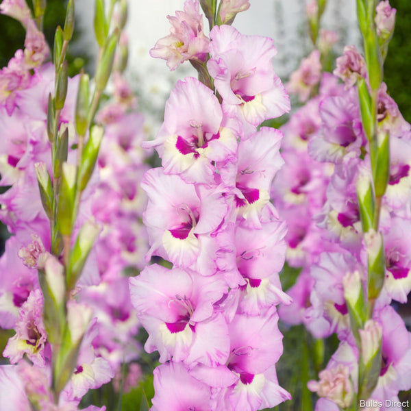 Full Sun Flower Bulbs Bulbs Direct NZ Page 2