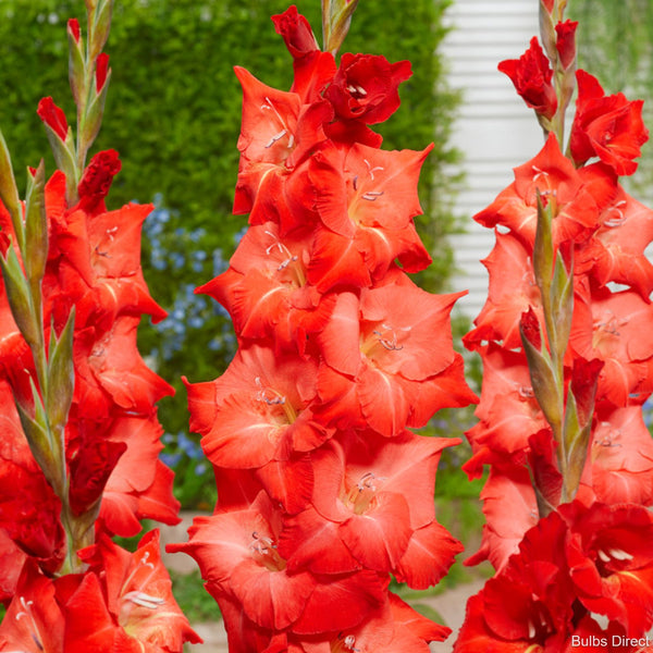 For Evight Gladioli Order Gladioli Bulbs online Bulbs Direct NZ
