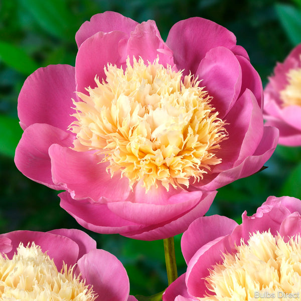 Globe of Light Peonies Buy Peony plants online Bulbs Direct NZ