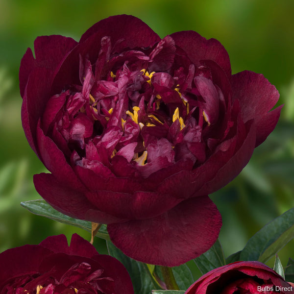 Buckeye Belle Peonies Buy Peony plants online Bulbs Direct NZ