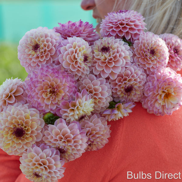 Wine Eyed Jill Dahlias Order Dahlia Tubers online Bulbs Direct NZ