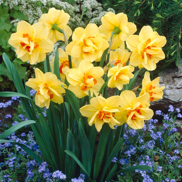 Ascot Daffodils | Order Daffodil Bulbs Online | Bulbs Direct NZ