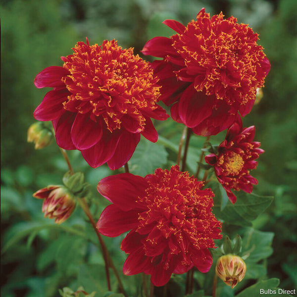 Jive Dahlias Order your Dahlia Tubers online Bulbs Direct NZ