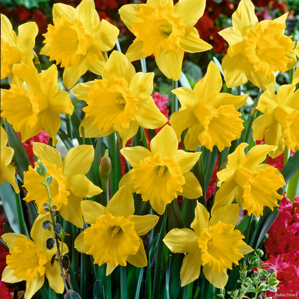 Dutch Master Daffodils | Order Daffodil Bulbs Online | Bulbs Direct NZ