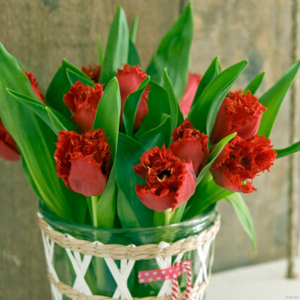 Indiana Tulip Buy Fabio Tulip Bulbs online Bulbs Direct NZ