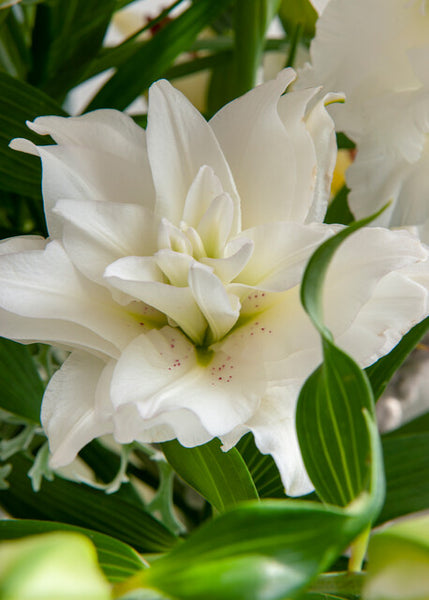 Snowboard Oriental Lily | Order Lily Bulbs online | Bulbs Direct NZ