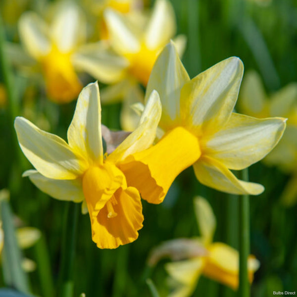 Mother Duck Daffodil Order Daffodil Bulbs online Bulbs Direct NZ