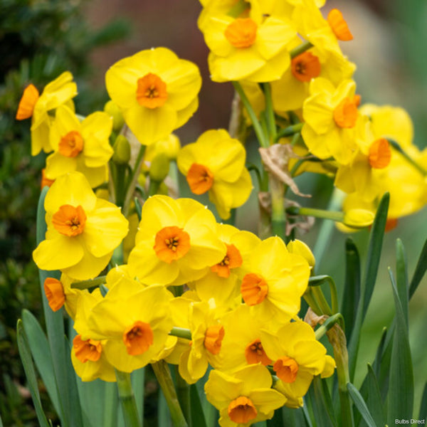 Bright Day Daffodils | Order Daffodil Bulbs Online | Bulbs Direct NZ