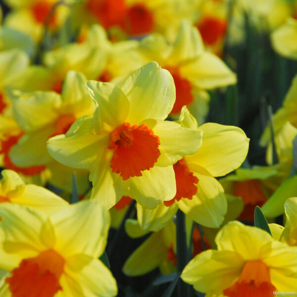 Fortissimo Daffodils | Order Daffodil Bulbs Online | Bulbs Direct NZ