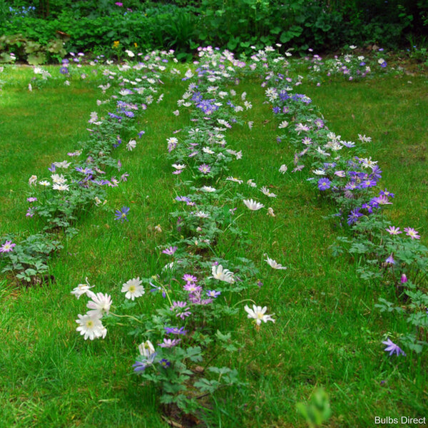 Mixed Blanda Anemones Order Anemone Bulbs online Bulbs Direct NZ