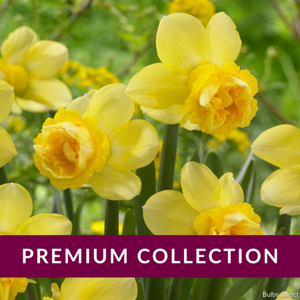 Milena Daffodil Order Daffodil Bulbs online Bulbs Direct NZ