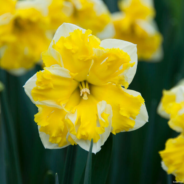 Banana Splash Daffodils Order Daffodil Bulbs online Bulbs Direct NZ