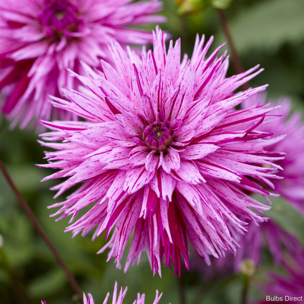 Striped Ambition Dahlias Order Dahlia Tubers online Bulbs Direct