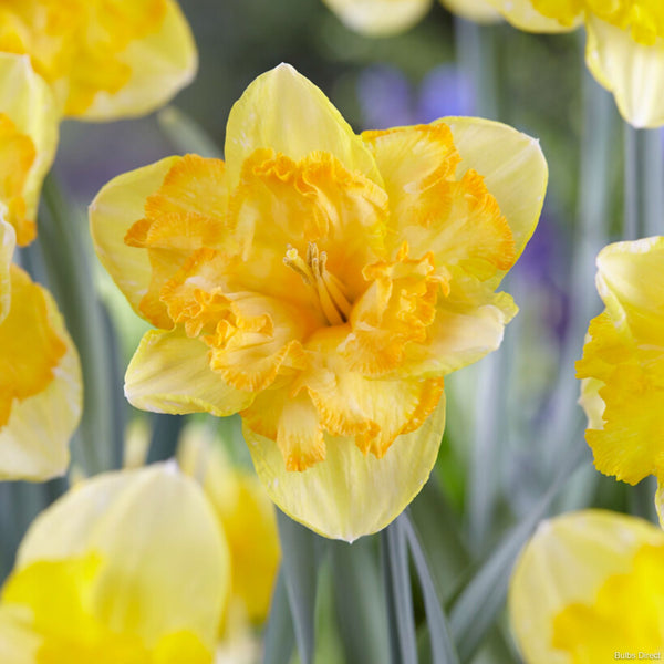 Blazing Starlet Daffodils | Order Daffodil Bulbs Online | Bulbs Direct NZ