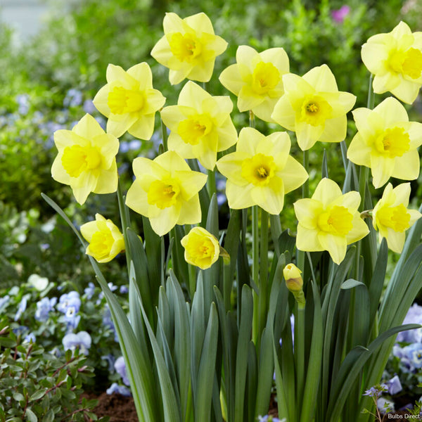 Golden Salome Order Daffodil Bulbs online Bulbs Direct NZ