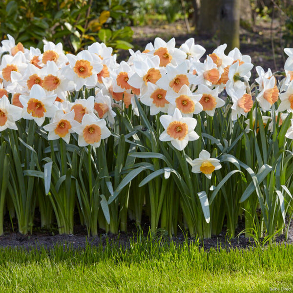 Chromacolor Daffodils | Order Daffodil Bulbs Online | Bulbs Direct NZ