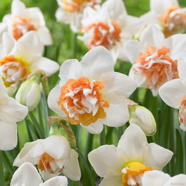 Extravaganza Daffodils | Order Daffodil Bulbs Online | Bulbs Direct NZ