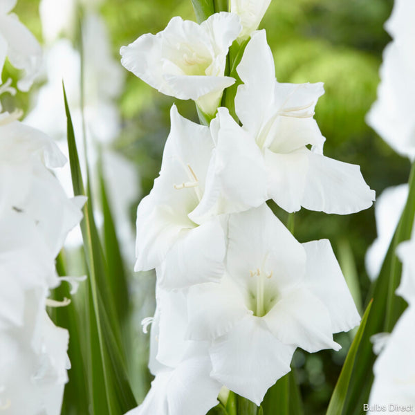 Serena Gladioli Order Gladioli Bulbs online Bulbs Direct NZ
