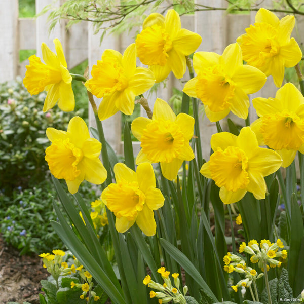 Gigantic Star Daffodils Order Daffodil Bulbs online Bulbs Direct NZ