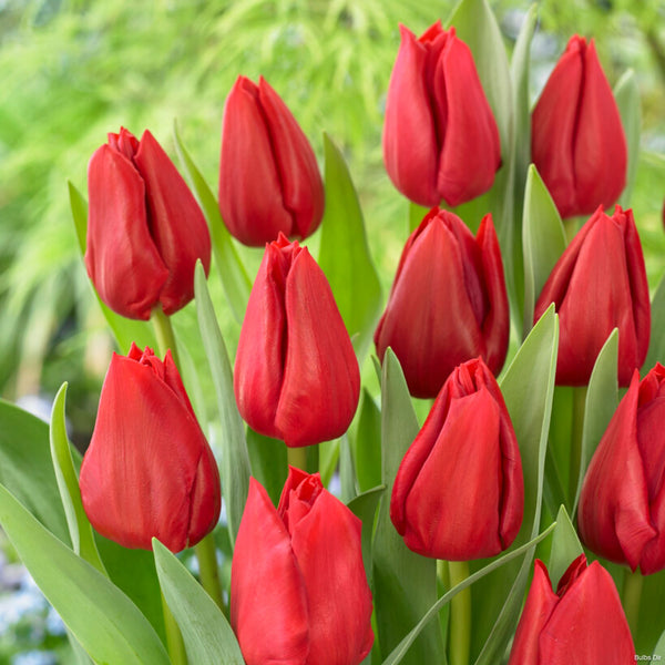 Curry Tulip Order Tulip Bulbs online Bulbs Direct NZ