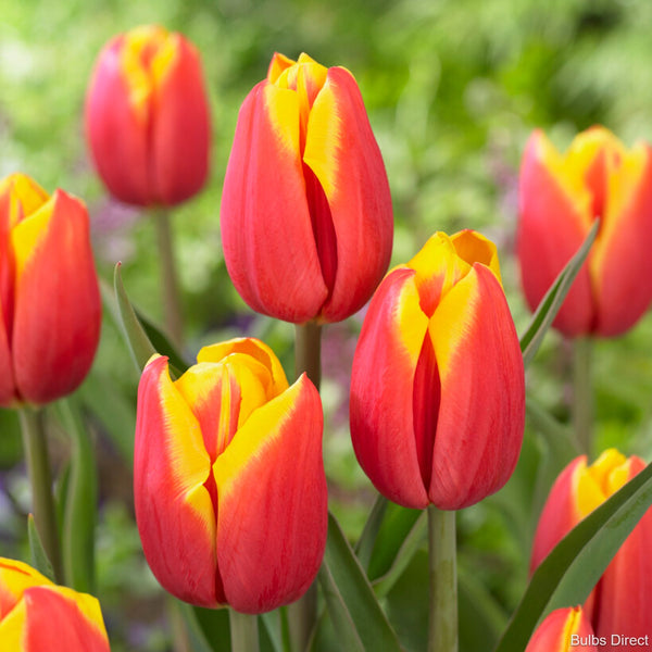 Tulip Hennie vander Most Buy Tulip bulbs online Bulbs Direct NZ
