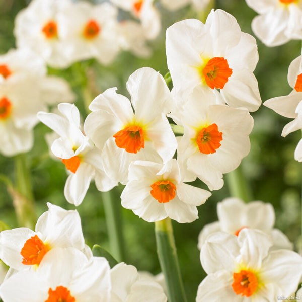 Cragford Daffodil Order Daffodil Bulbs online Bulbs Direct NZ