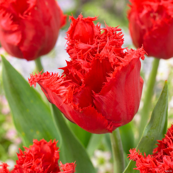 Indiana Tulip Buy Fabio Tulip Bulbs online Bulbs Direct NZ