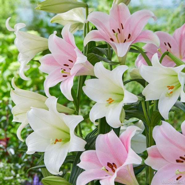 Mixed Christmas Lilies Order Lily Bulbs online Bulbs Direct NZ