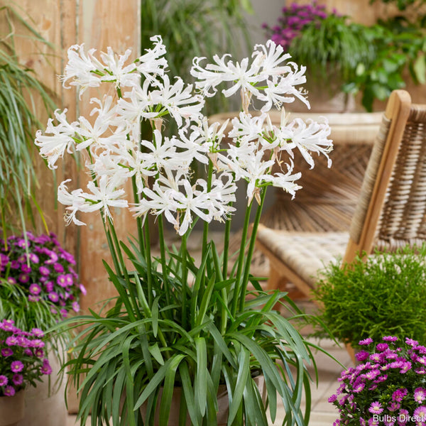 white nerine lily White Perfection – Bulbs Direct