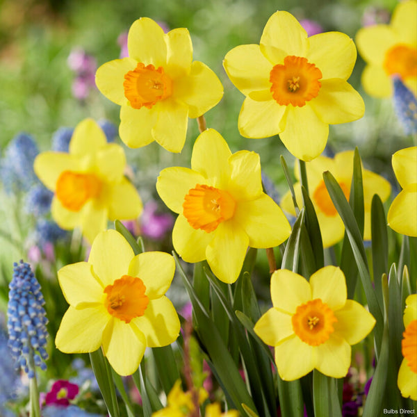 Estremadura Daffodils | Order Daffodil Bulbs Online | Bulbs Direct NZ