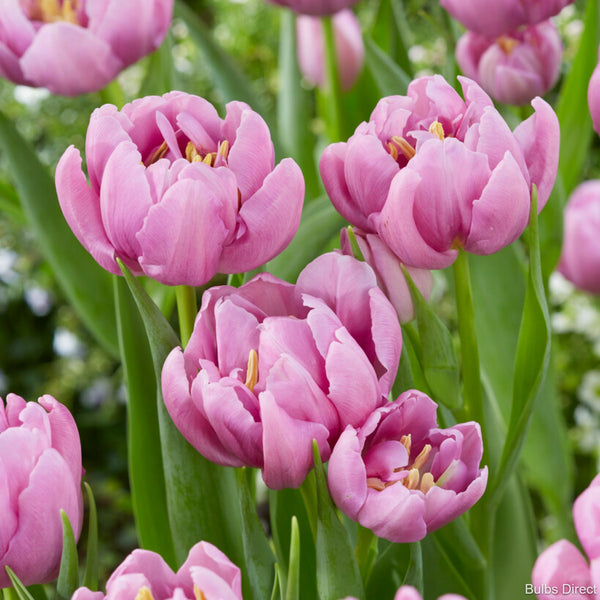 Kickstart Tulips Buy Tulip Bulbs online Bulbs Direct NZ
