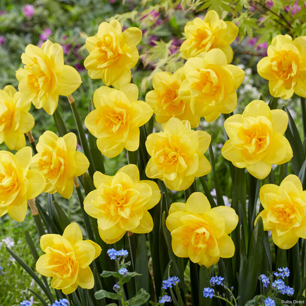 Crackington Daffodil Order Daffodil Bulbs online Bulbs Direct NZ