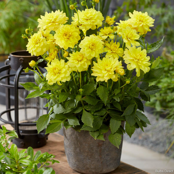 Pinto Dahlias Order your Dwarf Dahlia Tubers Online Bulbs Direct