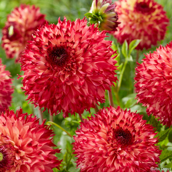 Aiyana Dahlias Order Dahlia Tubers online Bulbs Direct NZ