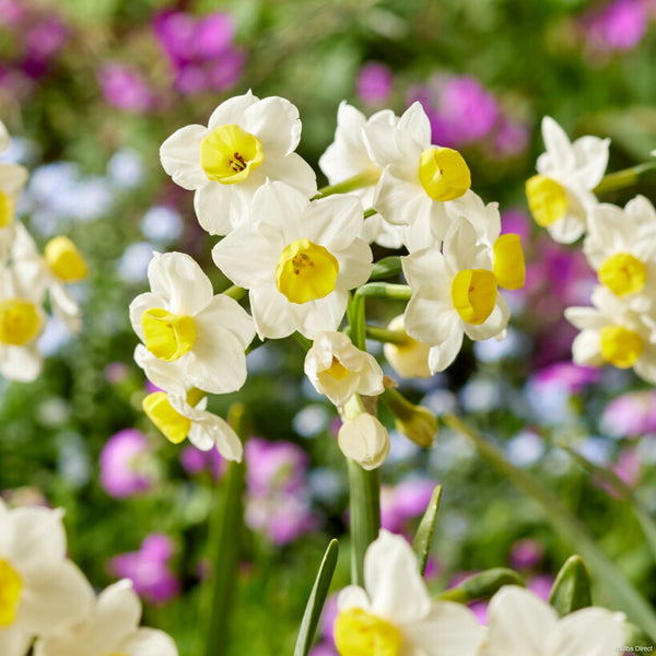 Avalex Daffodils | Order Daffodil Bulbs Online | Bulbs Direct NZ