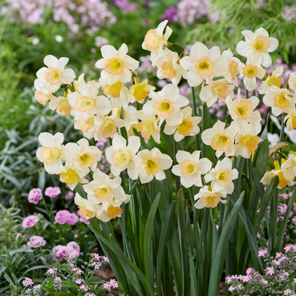 Cosmopolitan Daffodil Order Daffodil Bulbs online Bulbs Direct NZ