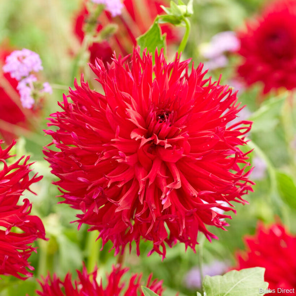 Levi Dahlias Order Dahlia Tubers online Bulbs Direct NZ