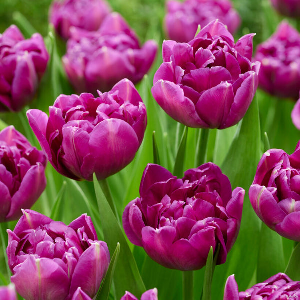 Purple Sky Tulips Buy Tulip Bulbs online Bulbs Direct NZ