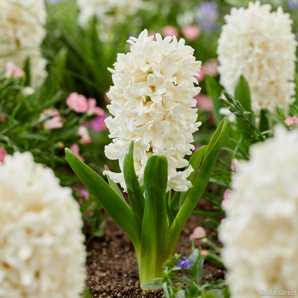 White Rosy Hyacinth Order Hyacinth Bulbs online Bulbs Direct NZ
