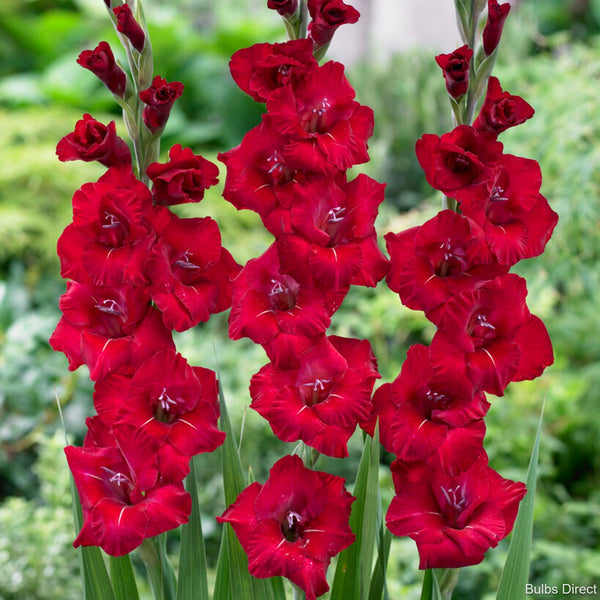 Flevo Shine Gladioli Order Gladioli Bulbs online Bulbs Direct NZ
