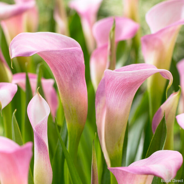 Rehmannii Callas Order Calla Lily Bulbs online Bulbs Direct