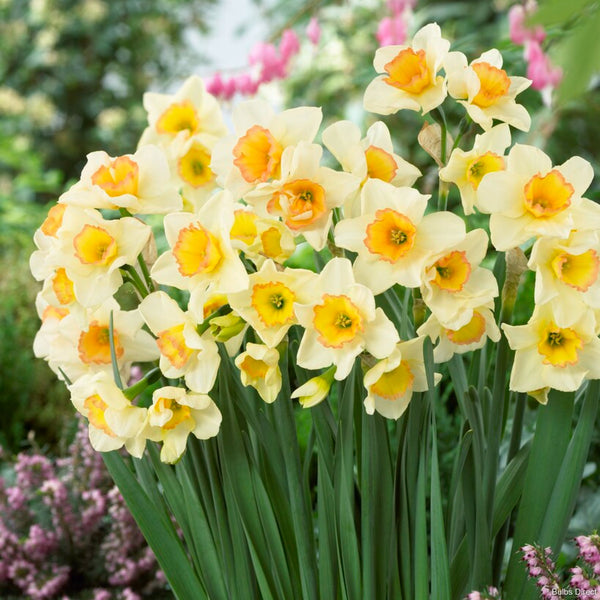 Yazz Daffodil Order Daffodil Bulbs online Bulbs Direct NZ