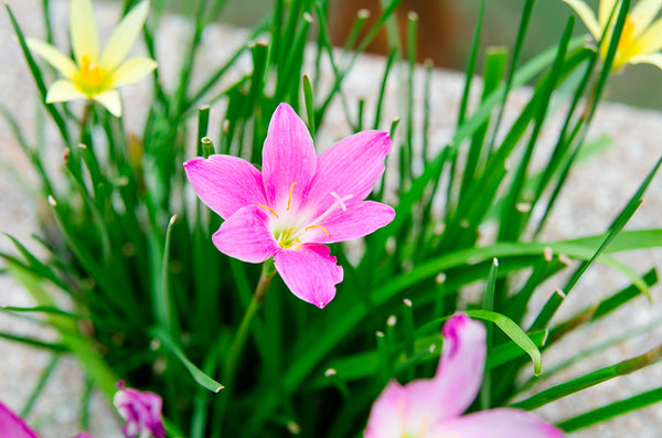 Pink Rain Lilly Flower In Garden