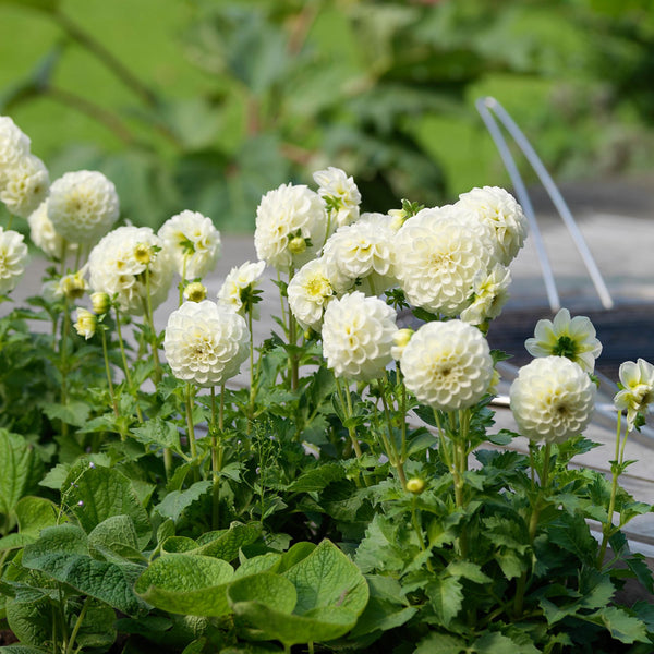 White Aster Dahlias Order Dahlia Tubers online Bulbs Direct NZ