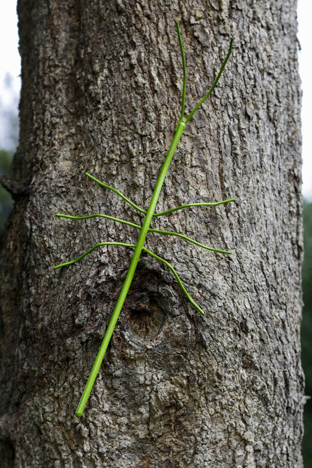 stick insect on tree painted