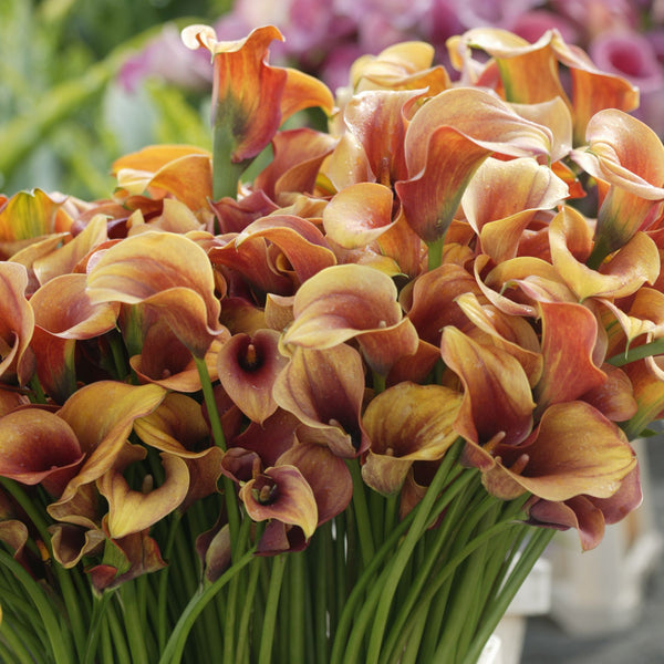 Treasure Calla Lily Buy Calla Lily Bulbs online Bulbs Direct NZ