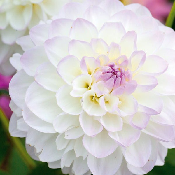 Eveline Dahlias Order Dahlia Tubers online Bulbs Direct NZ