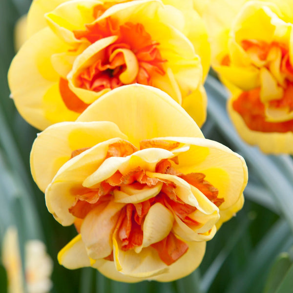 Kiwi Sunset Daffodil Order Daffodil Bulbs online Bulbs Direct NZ