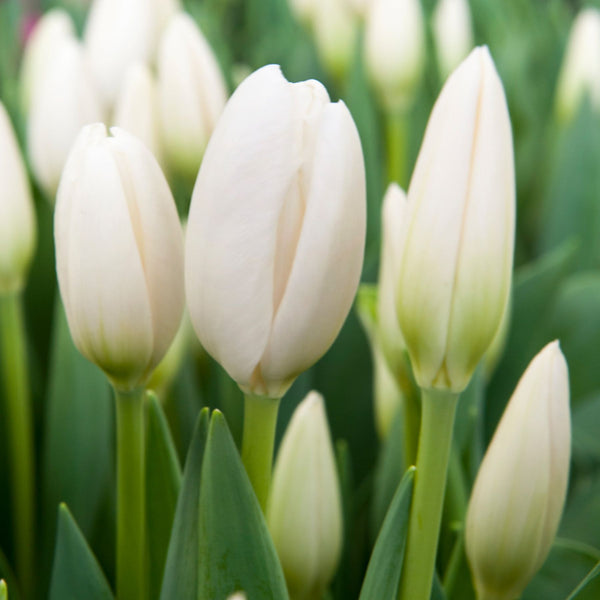 Hakuun Tulip Order Tulip Bulbs online Bulbs Direct NZ